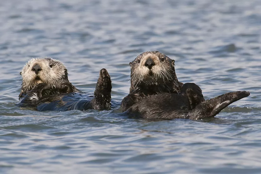 otter_8039-2.webp