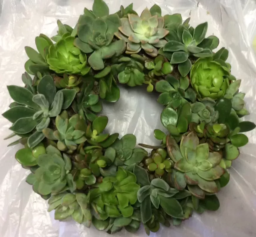 Choose your succulent project