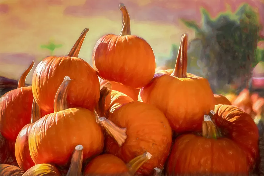 dhofstetter_pumpkins-deb2.webp