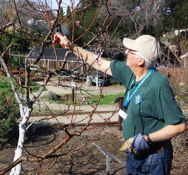 Master Gardener Norm Smith demonstrates fruit tree pruning technique.