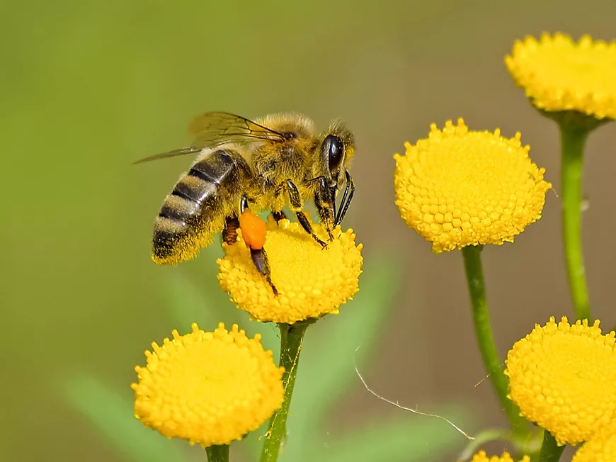 bee.webp