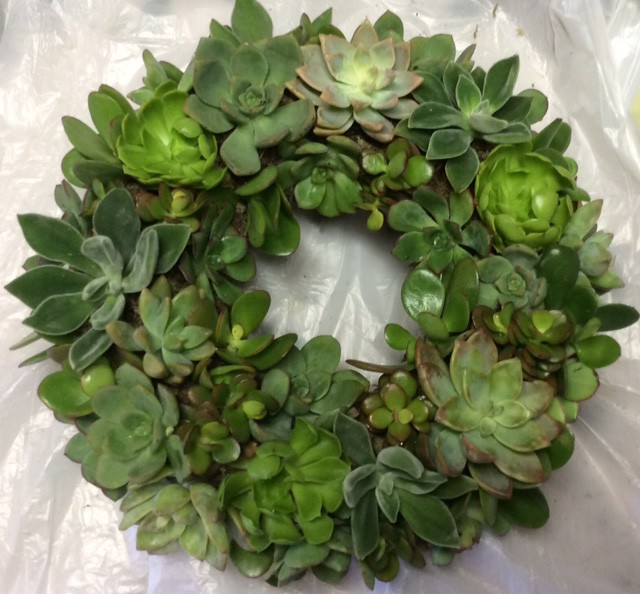 succulent_wreath_300.jpg
