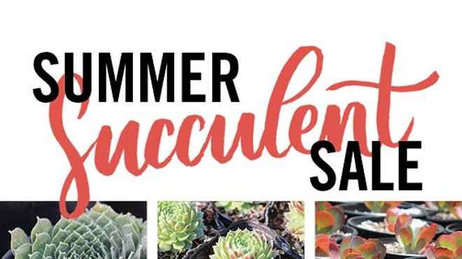Summer Succulent Sale