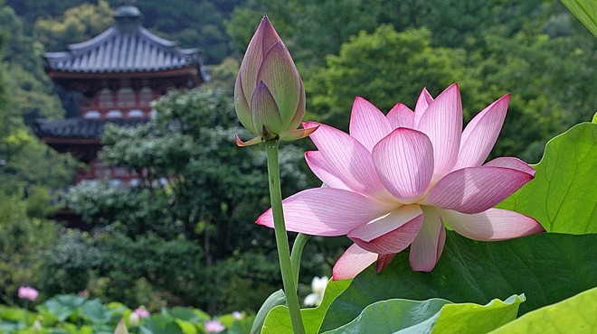 Lotus Rising: Awakening to Balance and Harmony