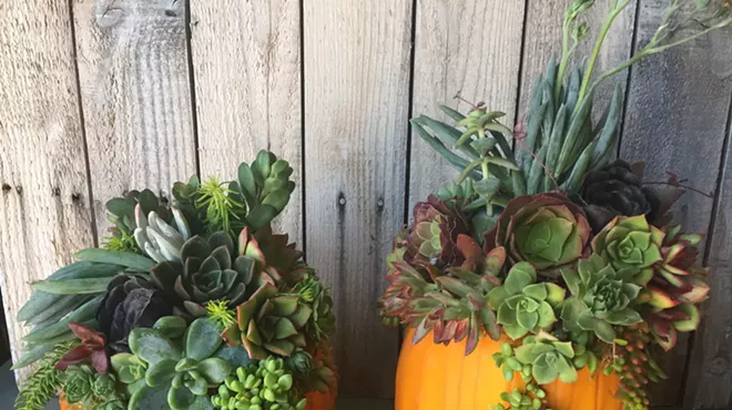 Image: October Workshop: Succulent Pumpkins