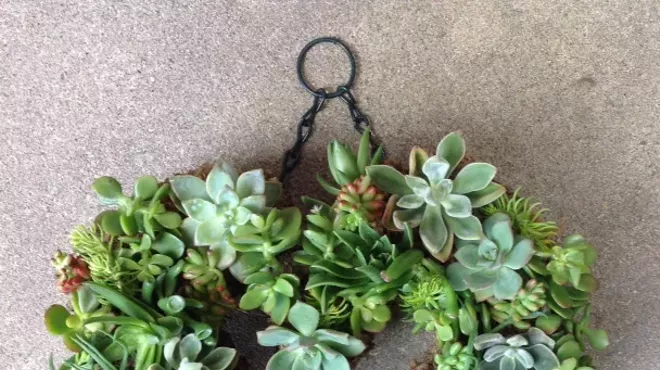 Image: Succulent Sunday