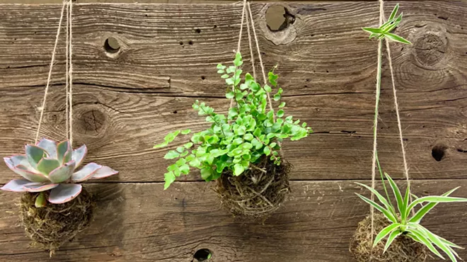 Image: Cambria Nursery and Florist Workshop: Kokedama