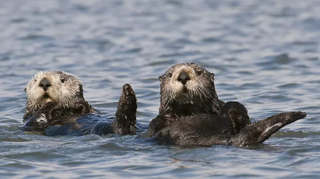 Image: The Hidden Effects of Human Disturbance on Marine Mammals