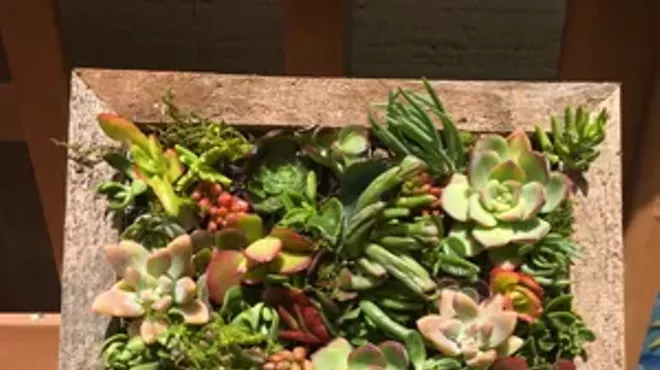 Image: Succulents: Choose Your Project