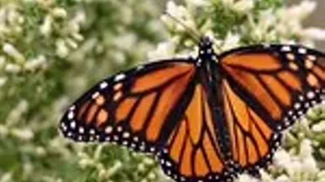 Image: Butterfly Ball: Wild and Scenic Film Festival