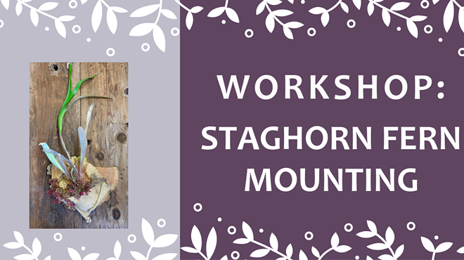 Image: Staghorn Fern Mounting Workshop