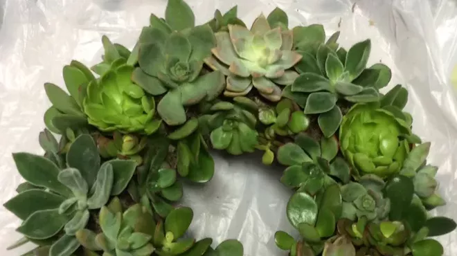 Image: Succulent Workshop