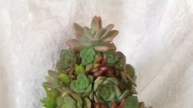 Image: Succulent Workshop