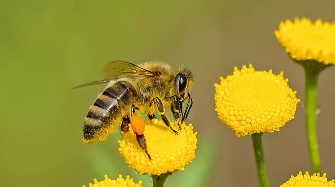 Image: Gardening for Pollinators
