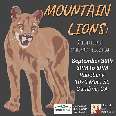 Mountain Lions: A Closer Look at California's Biggest Cat