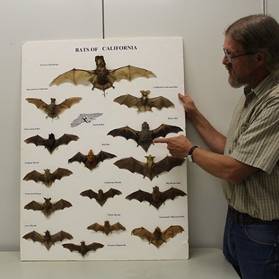 Food for Thought Series: Bats of Central California