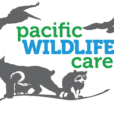 Mason Gives Back to Pacific Wildlife Care
