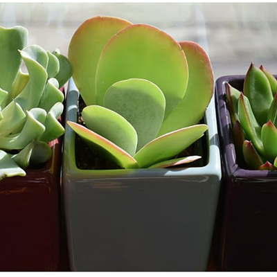 Succulents: What's to Know?