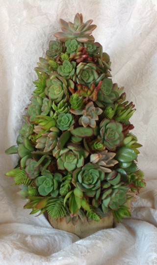 Succulent Holiday Tree