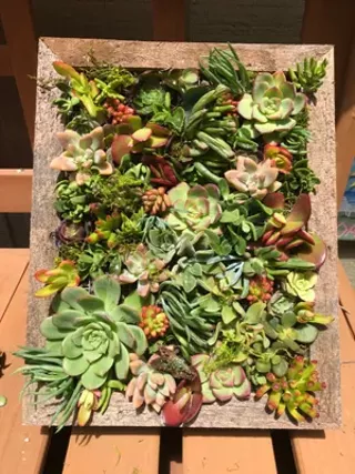 Image: Succulents: Choose Your Project