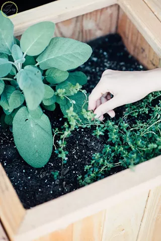 Image: HERBS 101 WORKSHOP WITH ZEST IT UP