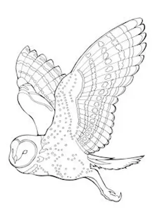 Image: Colorbar: Barn Owl