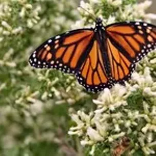 Image: Butterfly Ball: Wild and Scenic Film Festival