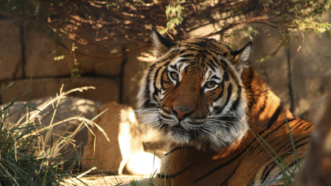 Image: 11th annual Brew at the Zoo