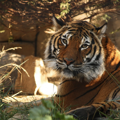 11th annual Brew at the Zoo