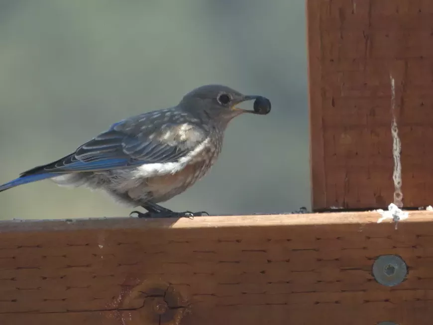 Bird with berry