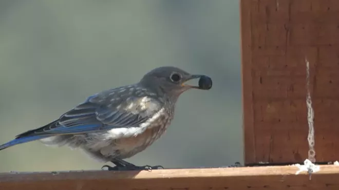Image: Attracting Birds with Native Plants