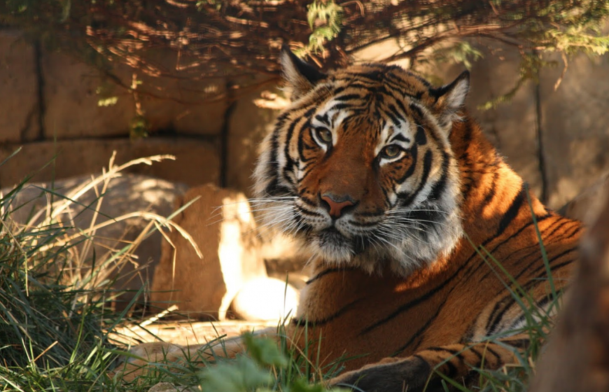 1tiger.png