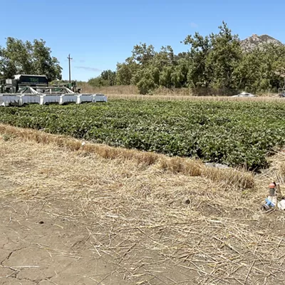 Image: Cal Poly's Strawberry Center shares research with farmers during July field day