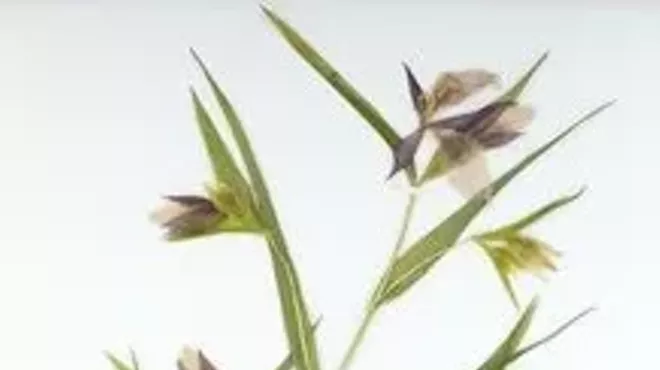 Image: Capturing California&rsquo;s Flowers: Natural History in the Digital Age