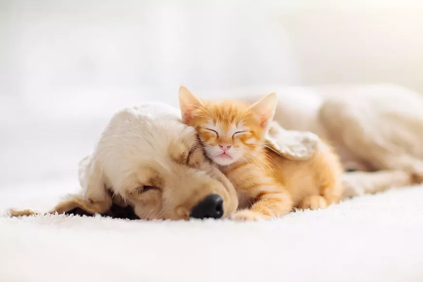 happy_tails.webp