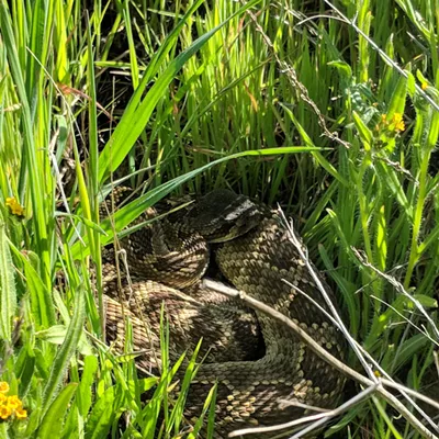 Image: Central Coast Snake Services warns of upcoming rattlesnake season