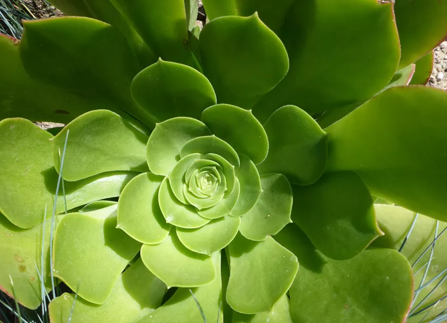 Growing Succulent