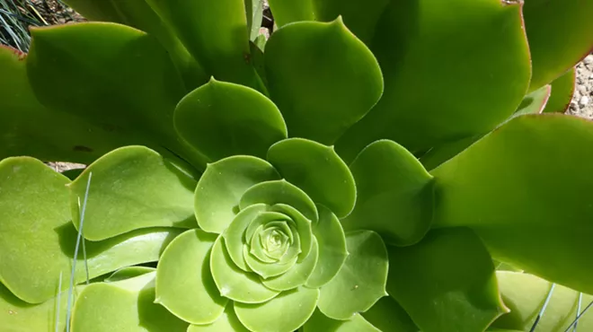Image: Container Gardening Basics: Flowers, Succulents, Blueberries, and Citrus