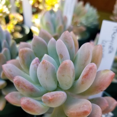 Cool and Collected Succulent Plants and Pottery Sale