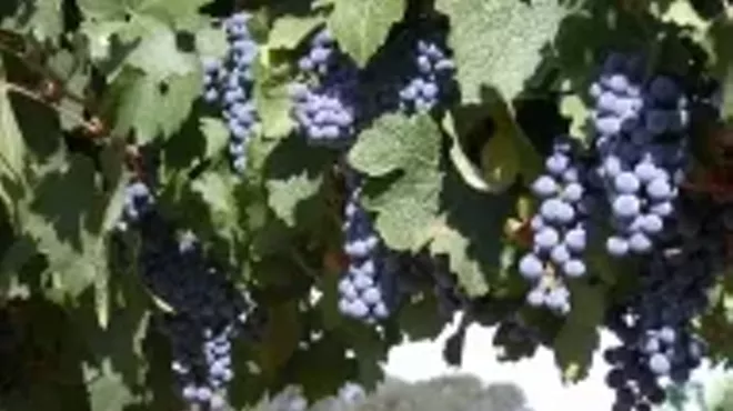 Image: Eberle Winery