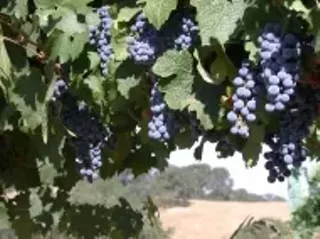 Image: Eberle Winery