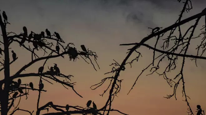 Image: For The Birds: Call To Artists