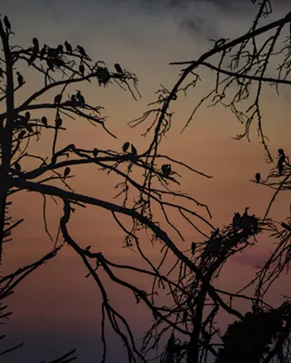 Image: For The Birds: Call To Artists