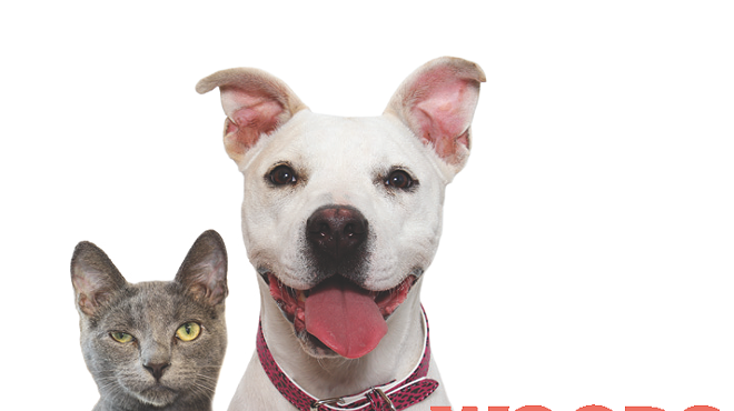 Image: Free Microchip Clinics
