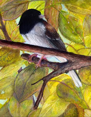 Image: Gallery at Marina Square presents Fine Art Paintings by Virginia Mack
