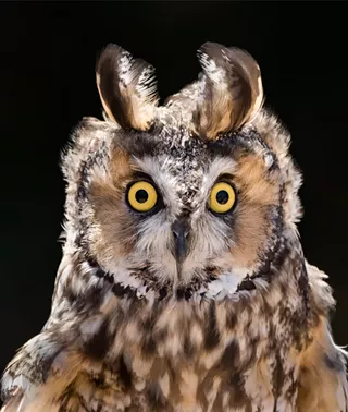 Image: Gallery At Marina Square presents Fine Art Photography Group Show: WILD AUTUMN