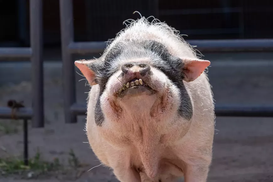Dinkey is a special rescue who regained her sight after losing 140lbs and having a facelift.