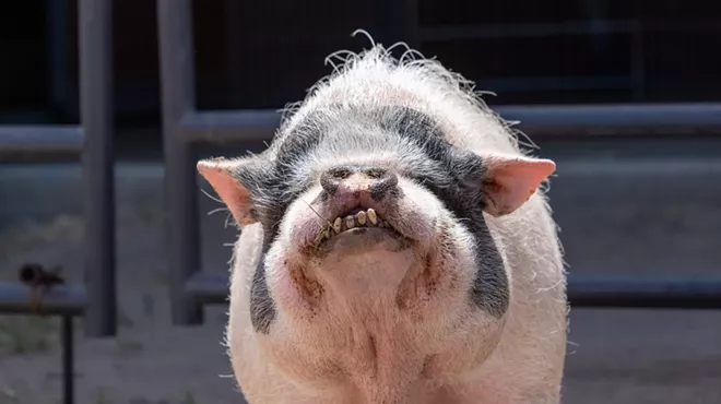 Image: Greener Pastures Farm Sanctuary Self-Guided Tour