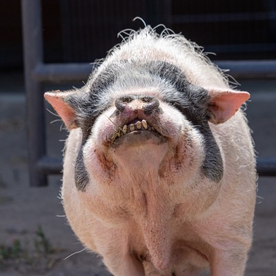 Dinkey is a special rescue who regained her sight after losing 140lbs and having a facelift.