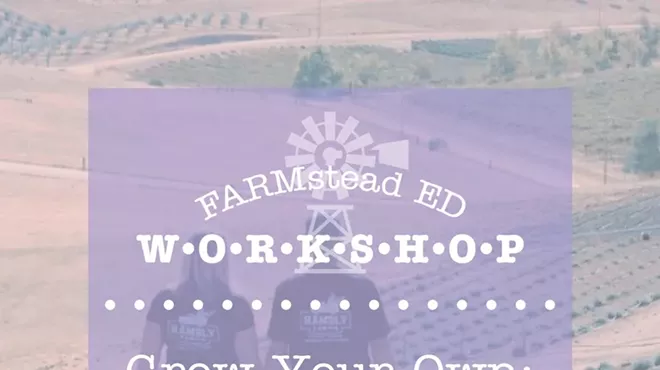 Image: Grow Your Own: Lavender Field
